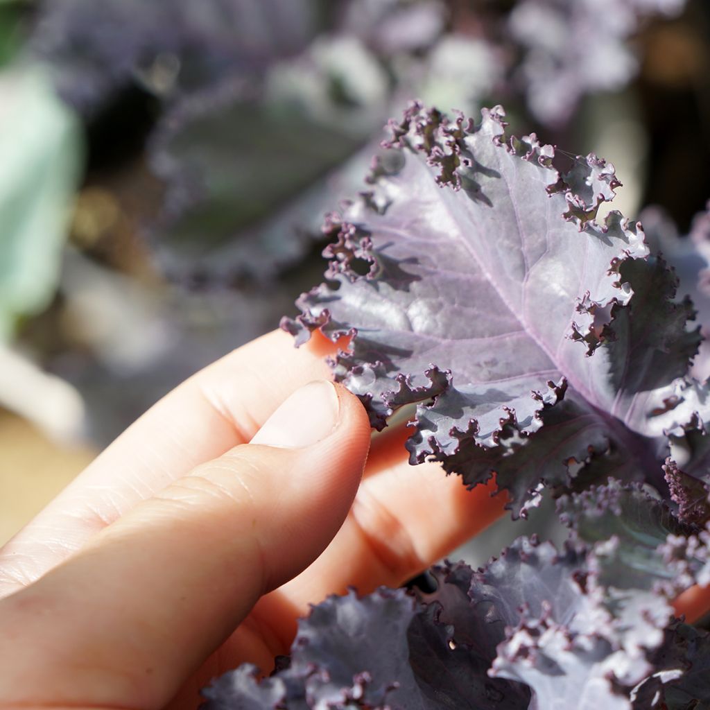 Chou frisé Scarlet Kale