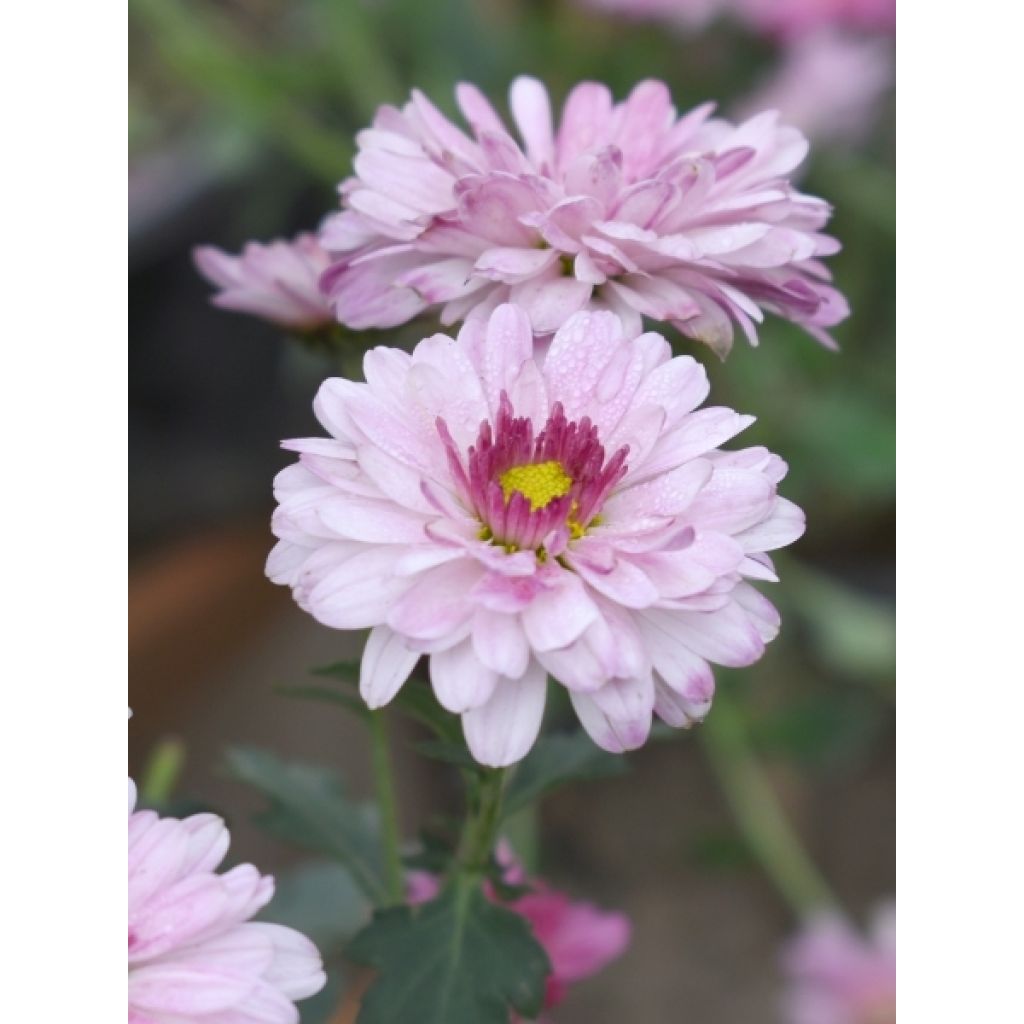 Chrysanthème des jardins Julia - Chrysanthemum (x) indicum