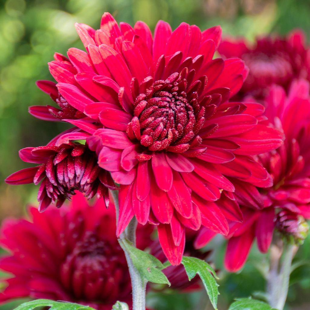 Chrysanthème des jardins Herbstrubin - Chrysanthemum x indicum