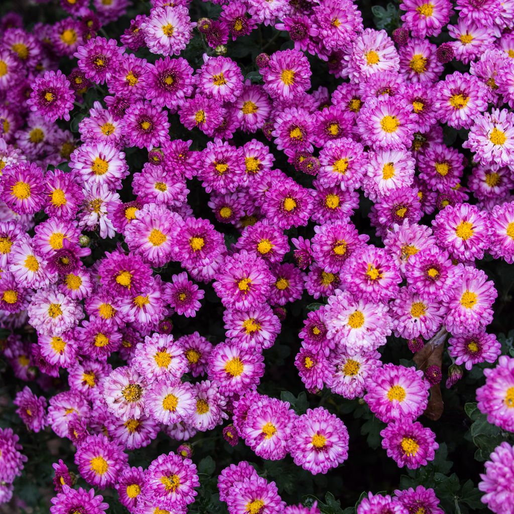 Chrysanthème des jardins Mei Kyo - Chrysanthemum indicum