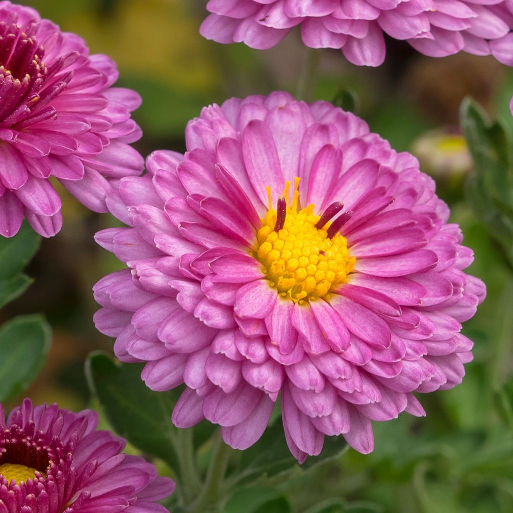 Chrysanthème des jardins Anastasia - Dendranthema x indicum