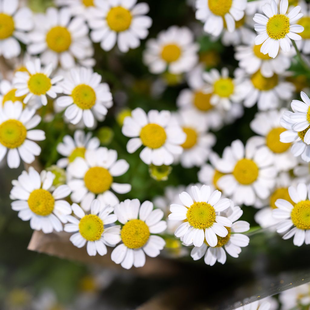 Chrysanthemum parthenium Aureum - Marguerite