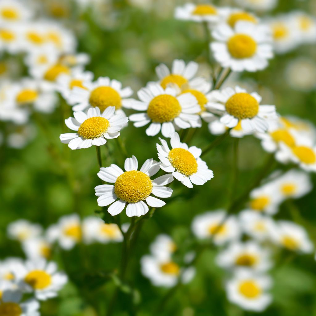 Chrysanthemum parthenium Aureum - Marguerite