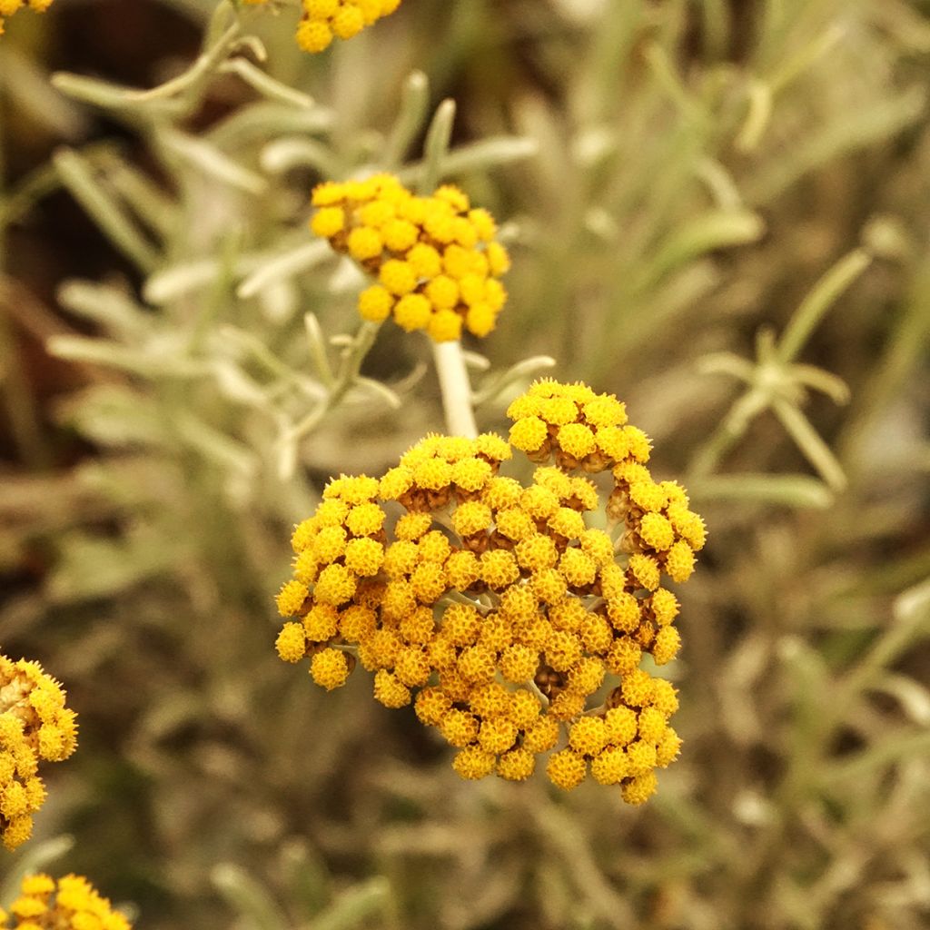 Chrysocephalum apiculatum Korma - Immortelle 