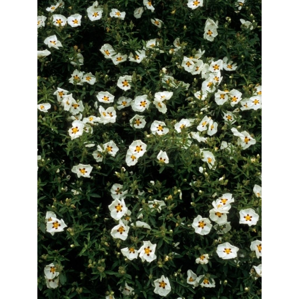 Ciste du Portugal - Cistus x lusitanicus Decumbens