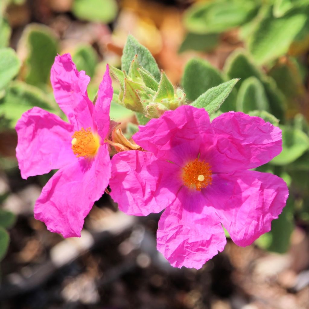 Cistus pulverulentus Sunset - Ciste pulvérulent