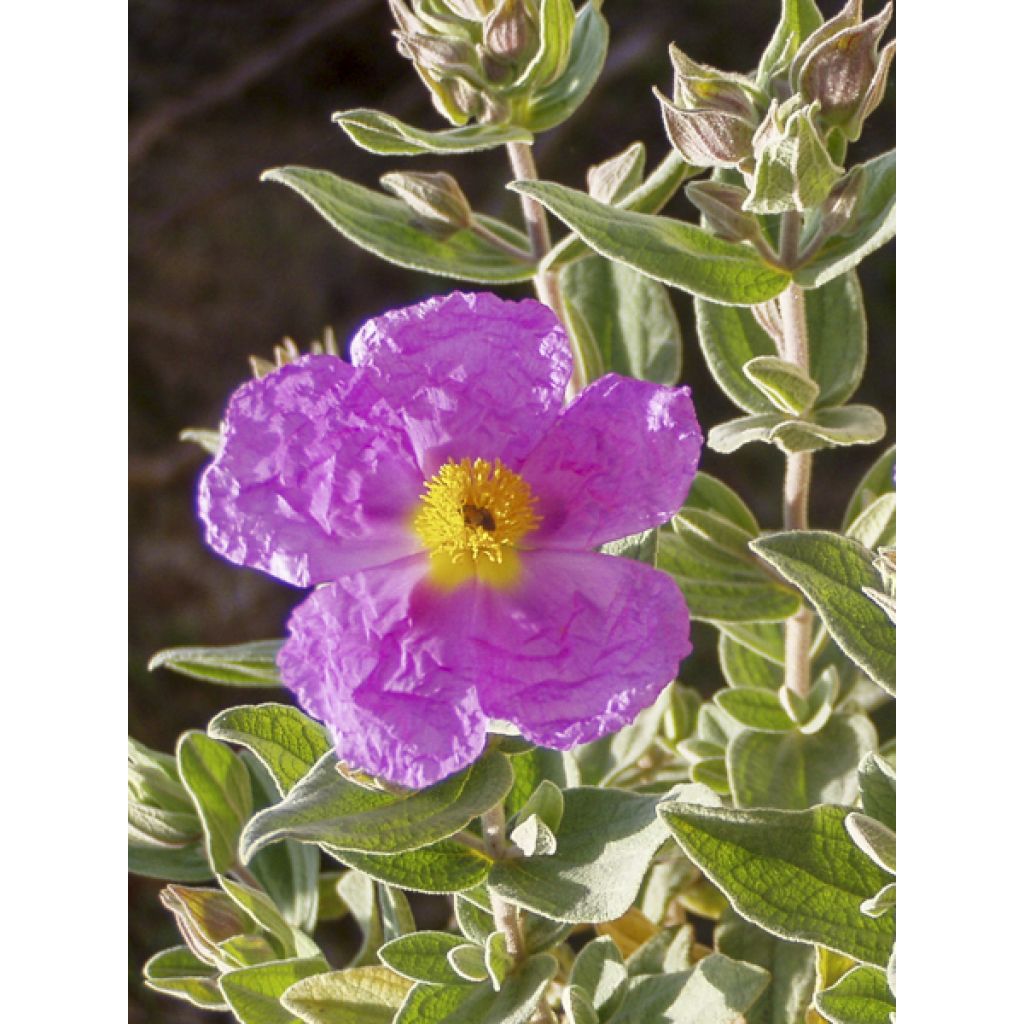 Cistus albidus - Ciste cotonneux