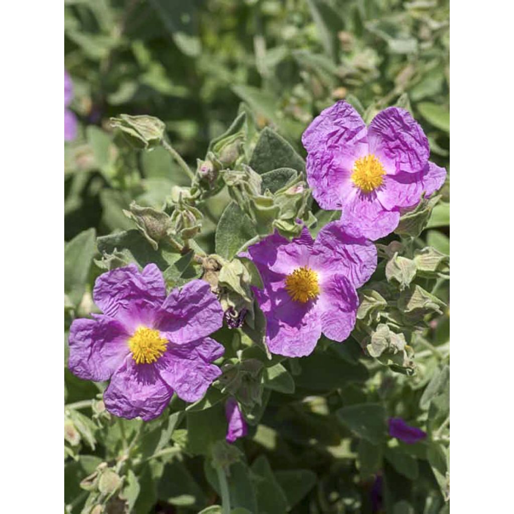 Cistus albidus - Ciste cotonneux