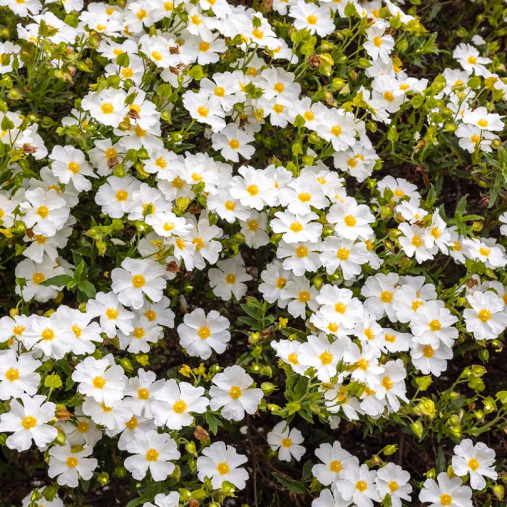 Cistus salviifolius - Ciste à feuilles de sauge