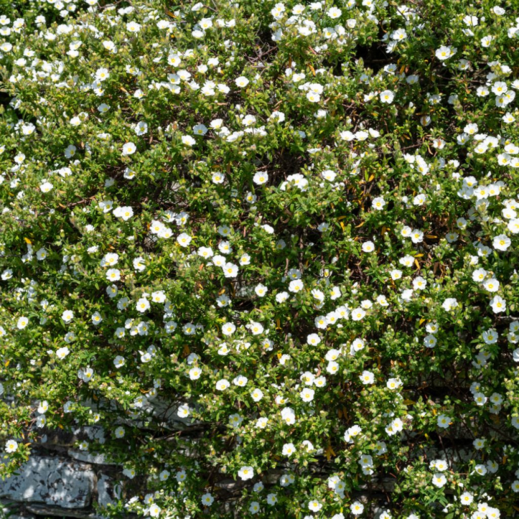 Cistus salviifolius - Ciste à feuilles de sauge