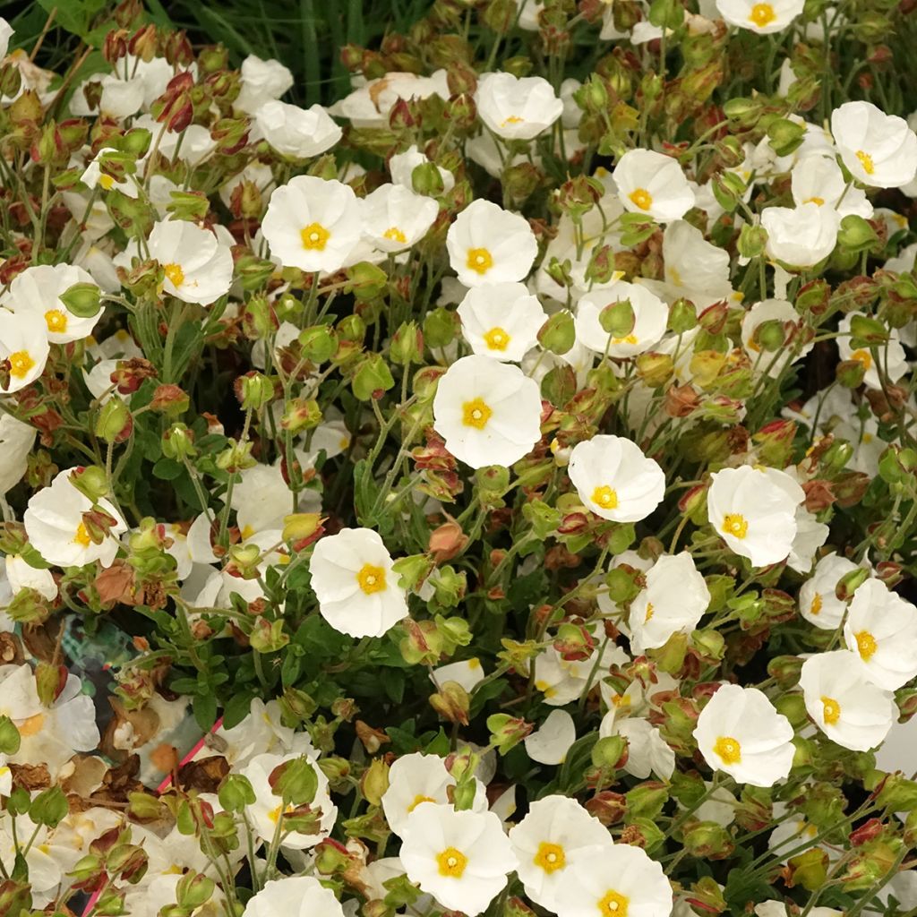 Cistus salviifolius - Ciste à feuilles de sauge
