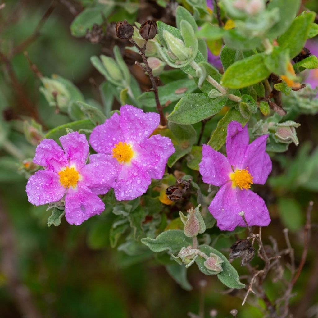 Cistus albidus - Ciste cotonneux