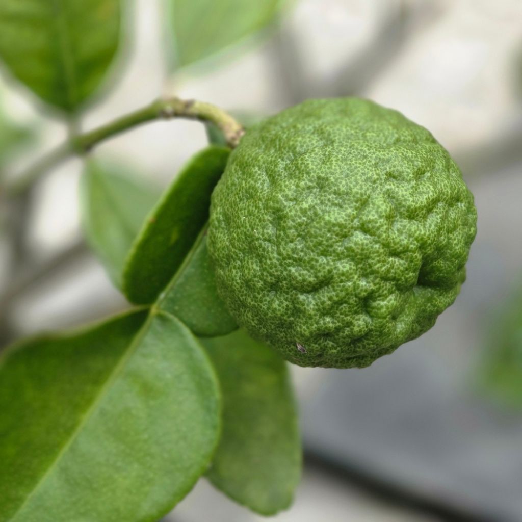 Combawa - Citrus hystrix