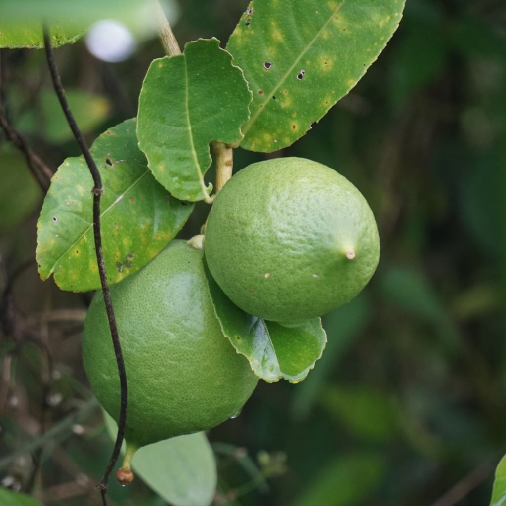 Citron vert - Citrus aurantifolia