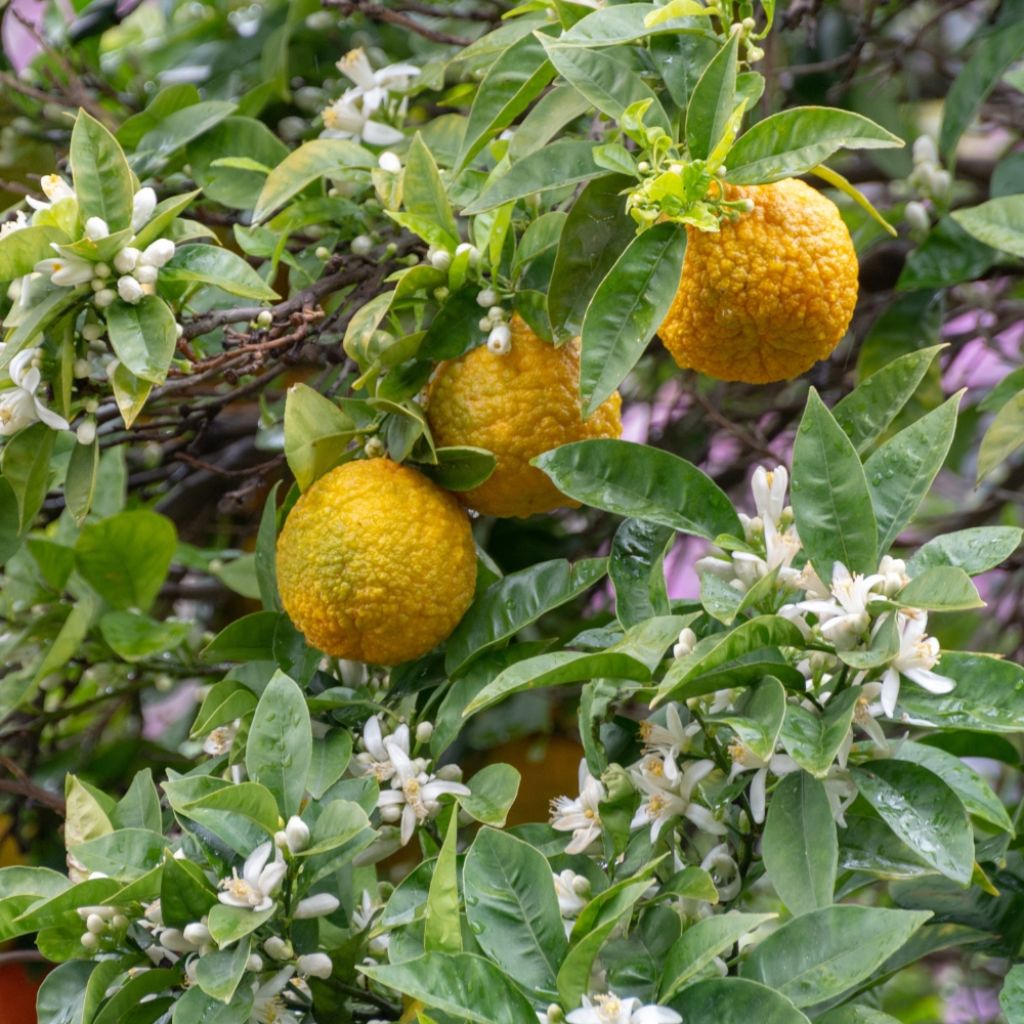 Bergamote - Citrus bergamia