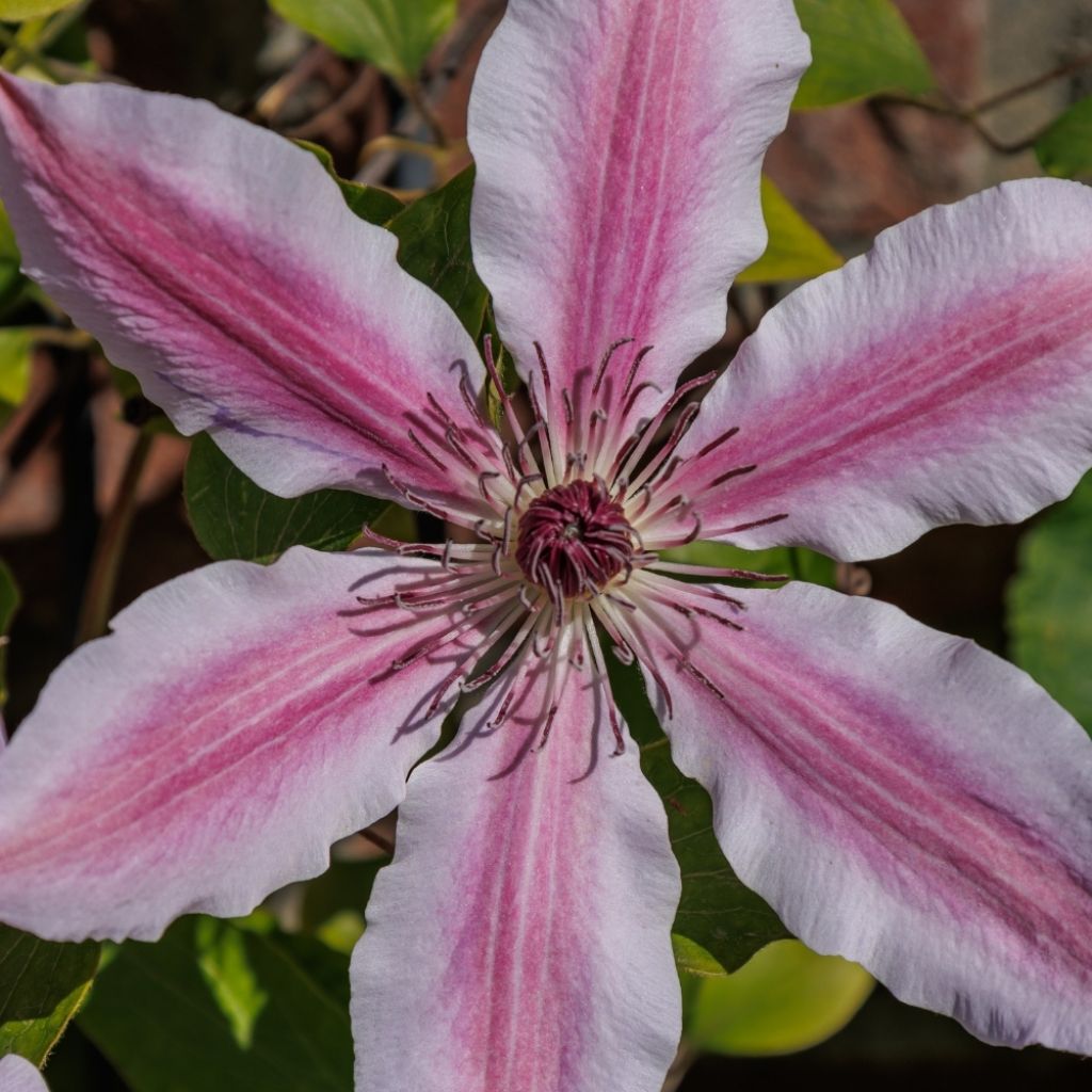 Clématite integrifolia Saphyra Duo Rose
