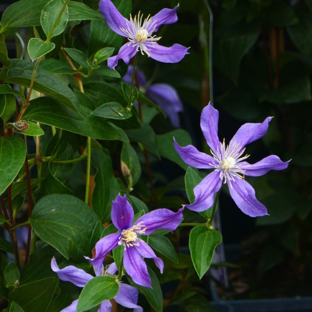 Clématite - Clematis integrifolia Blue River