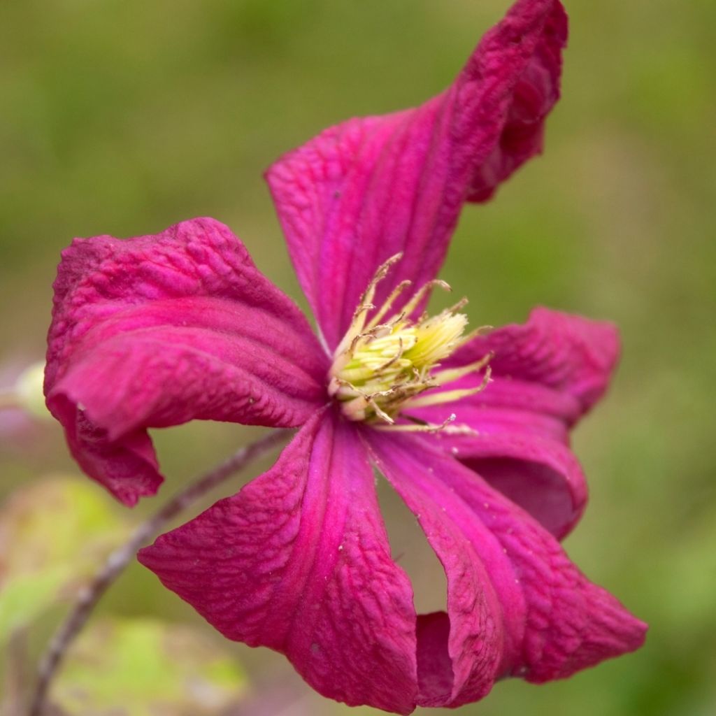 Clématite - Clematis viticella Mme Julia Correvon