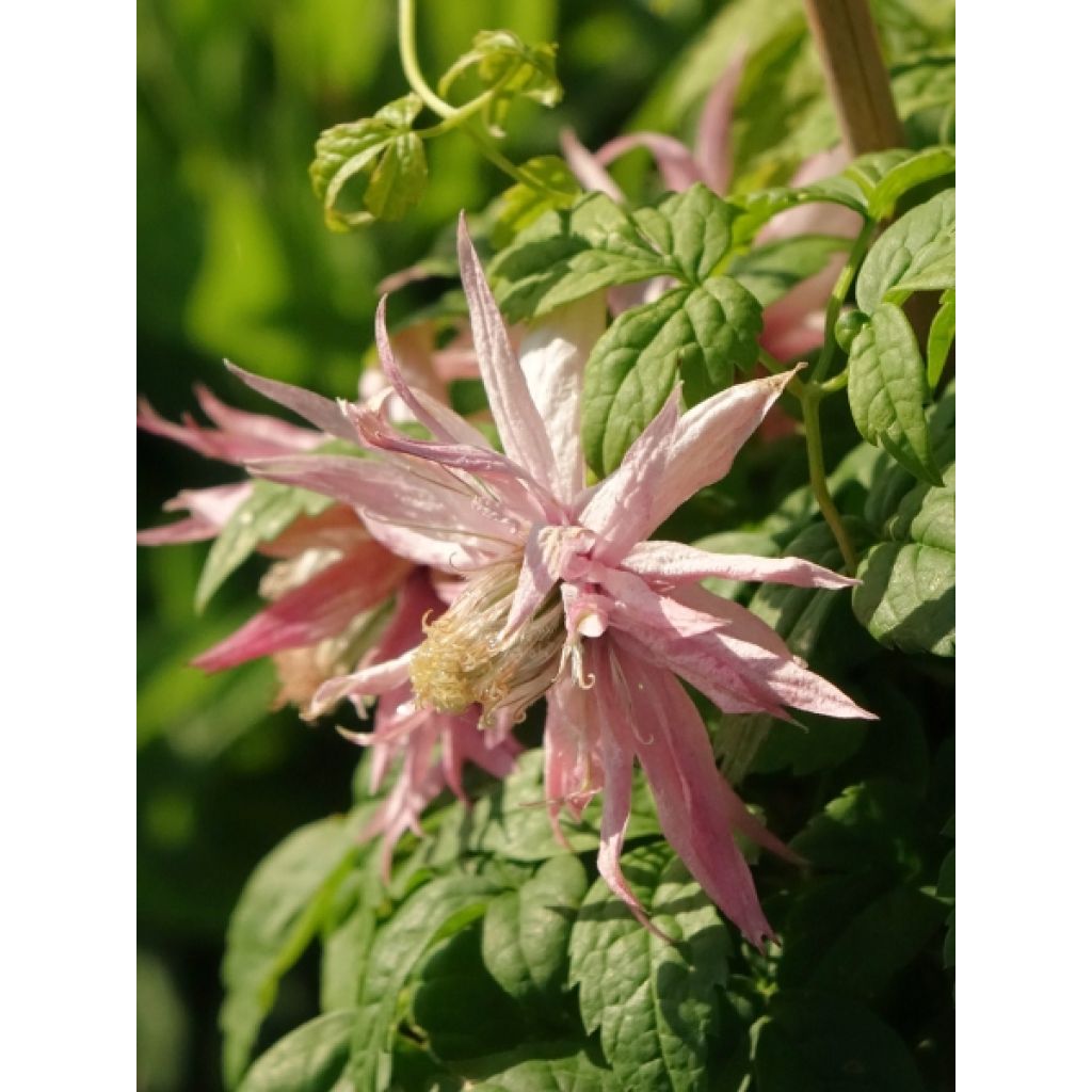 Clématite - Clematis Country Rose