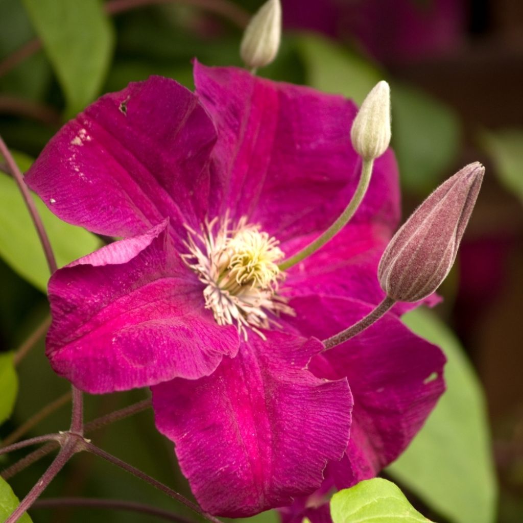 Clématite  - Clematis Madame Edouard André