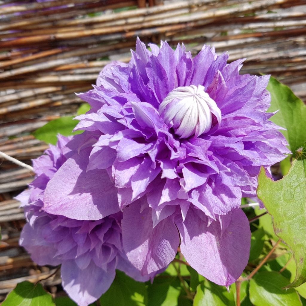Clématite - Clematis Multi Blue