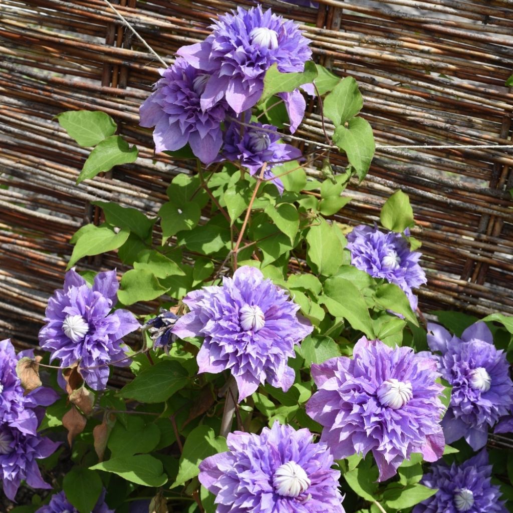 Clématite - Clematis Multi Blue