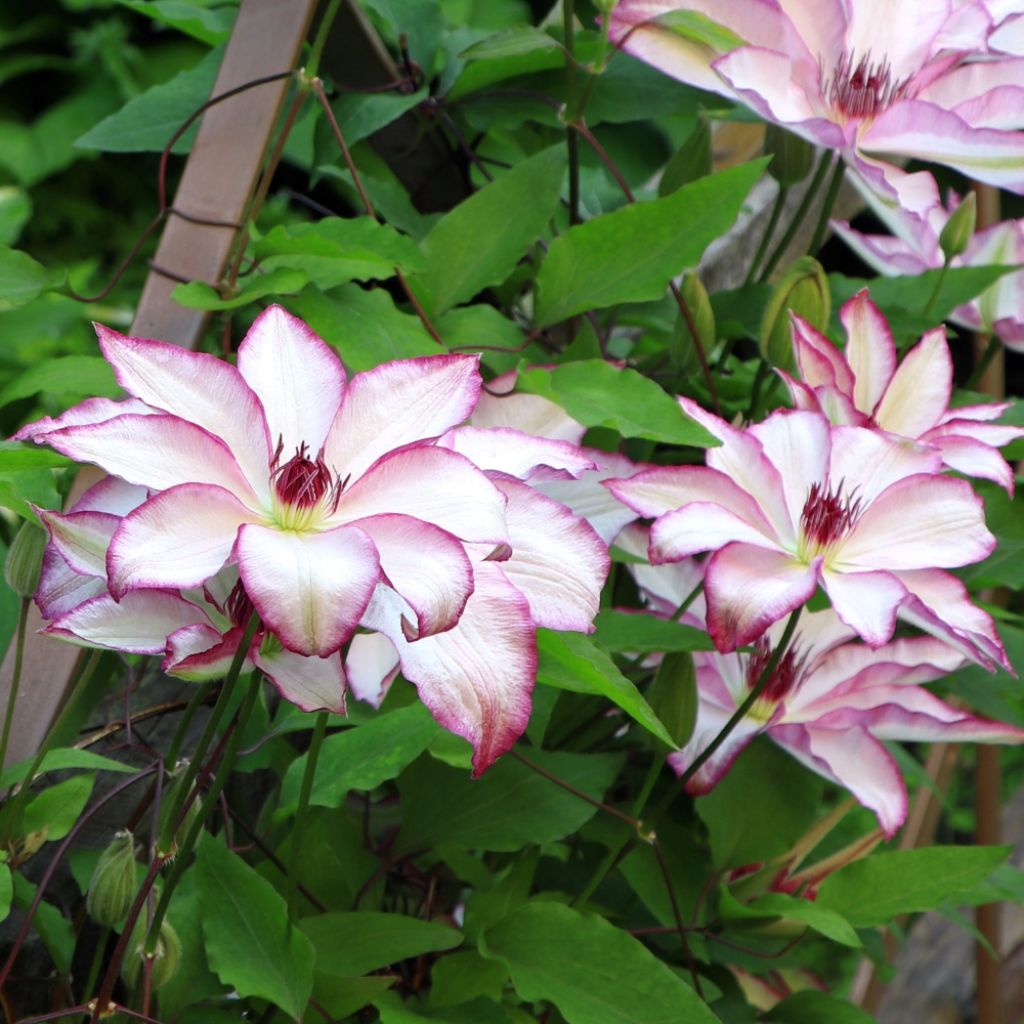 Clématite - Clematis Picotee