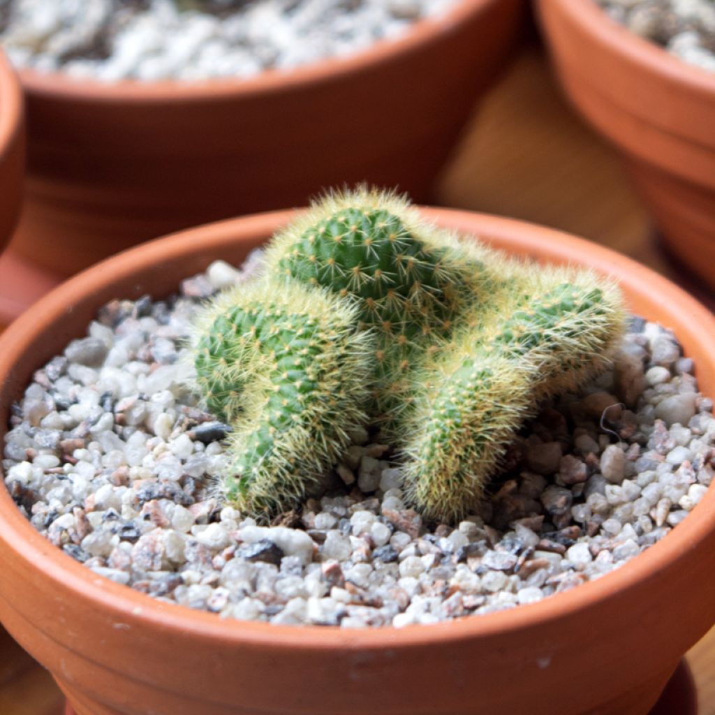 Cleistocactus winteri f. cristata - Queue de rat dorée