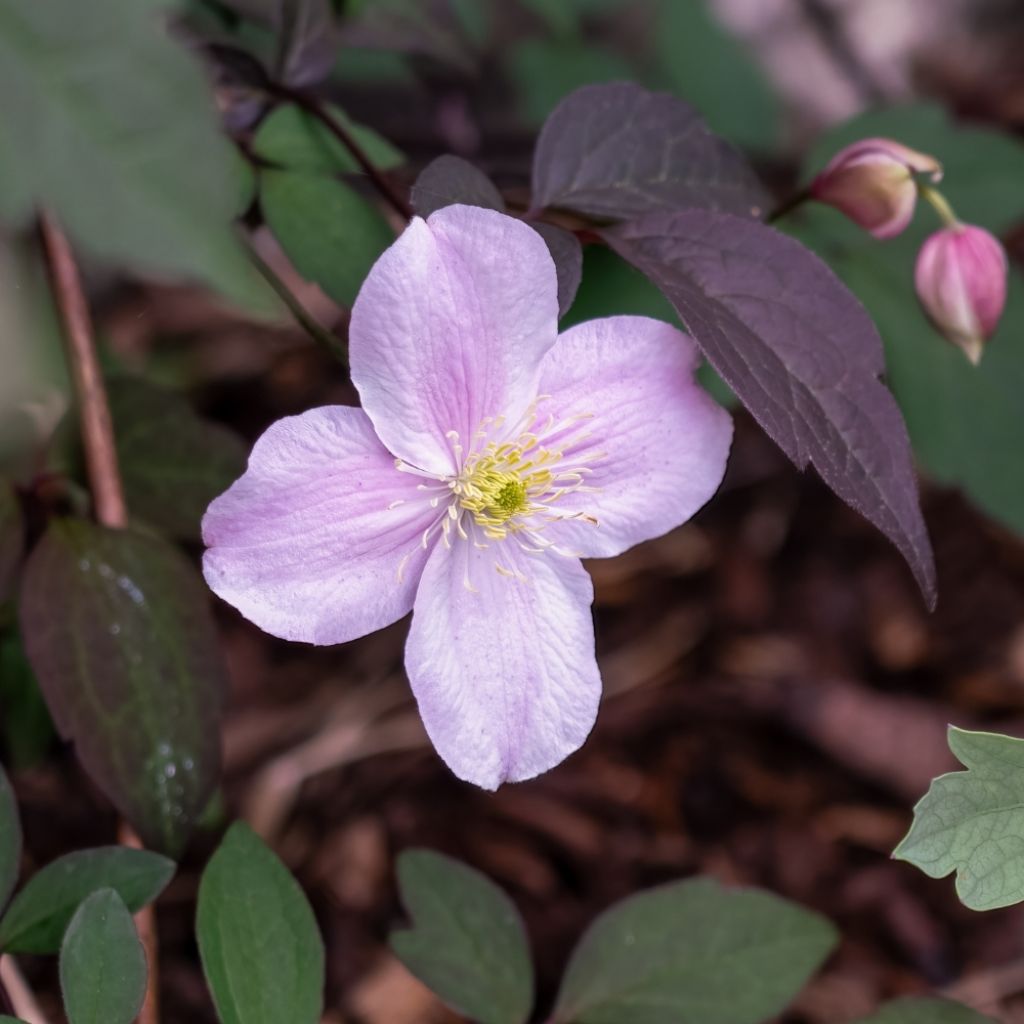 Clématite - Clematis montana Mayleen