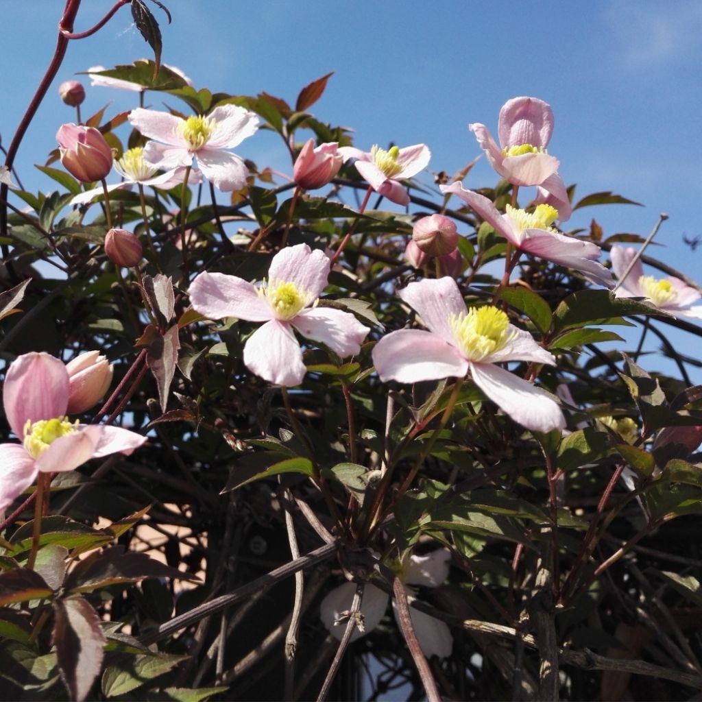 Clématite - Clematis montana Mayleen