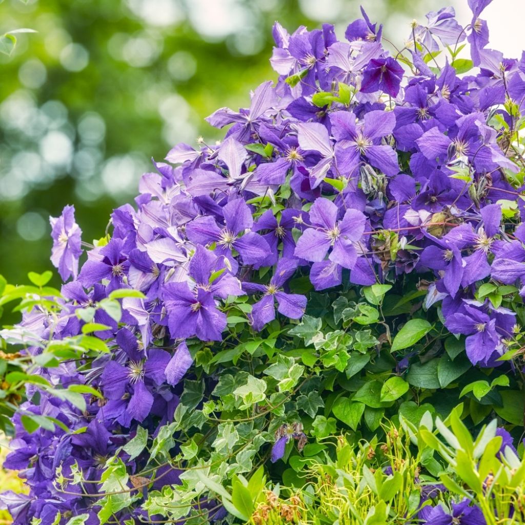 Clématite - Clematis viticella Perle d'Azur
