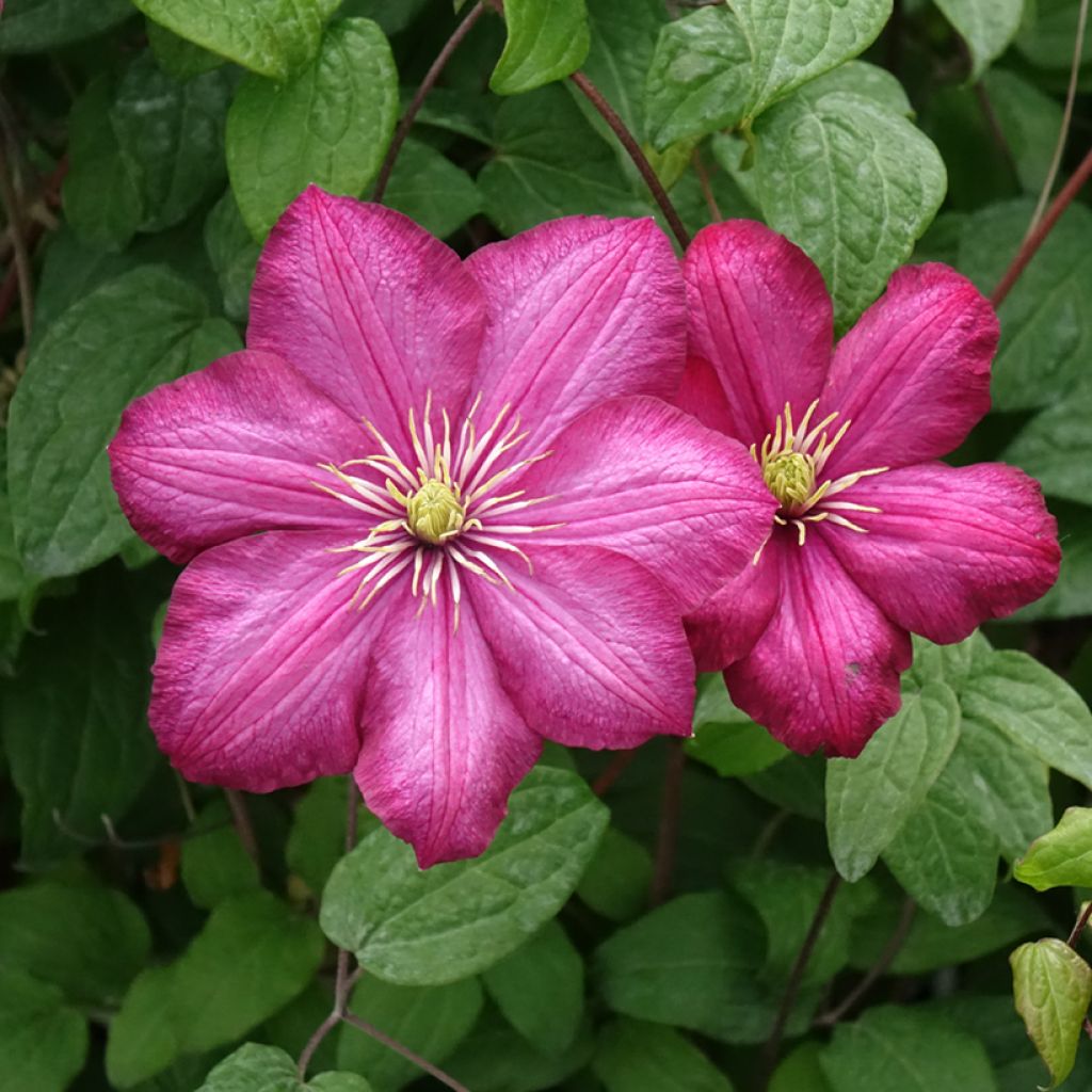 Clématite - Clematis Ville de Lyon 