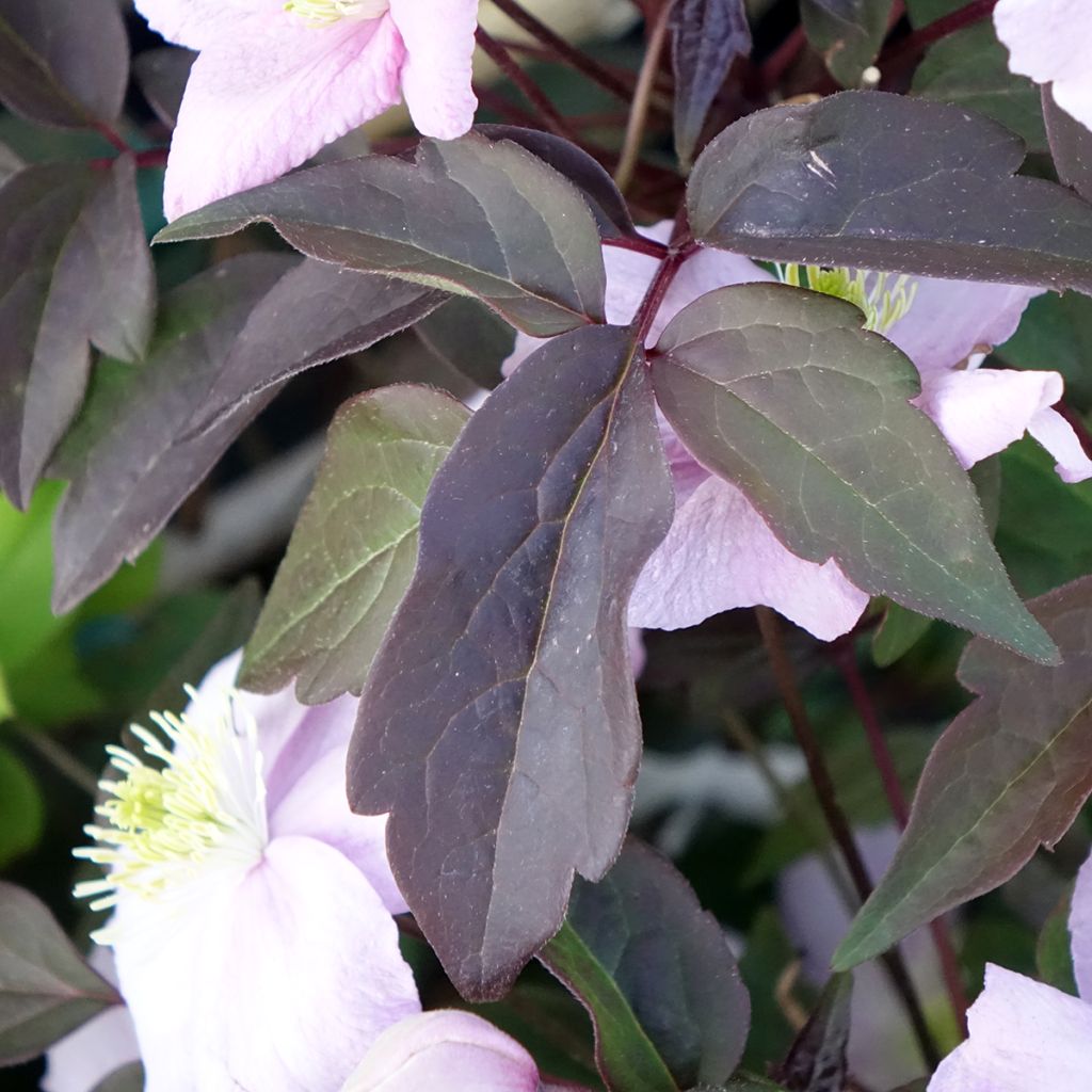 Clématite - Clematis montana Mayleen