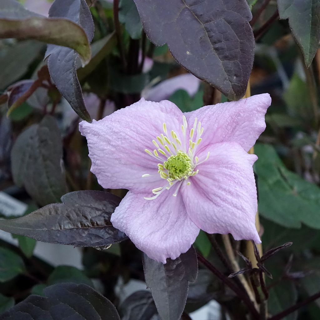 Clématite - Clematis montana Mayleen