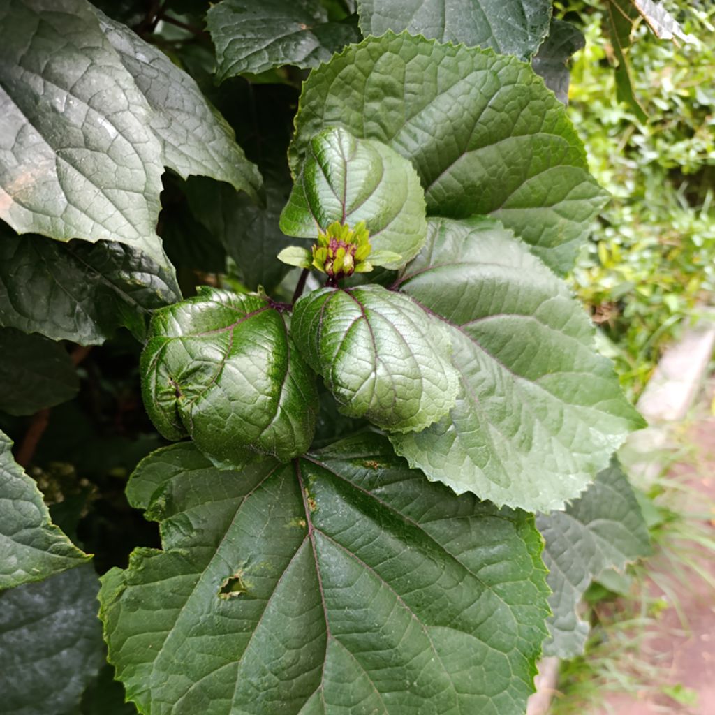 Clerodendrum bungei - Clérodendron de Bunge