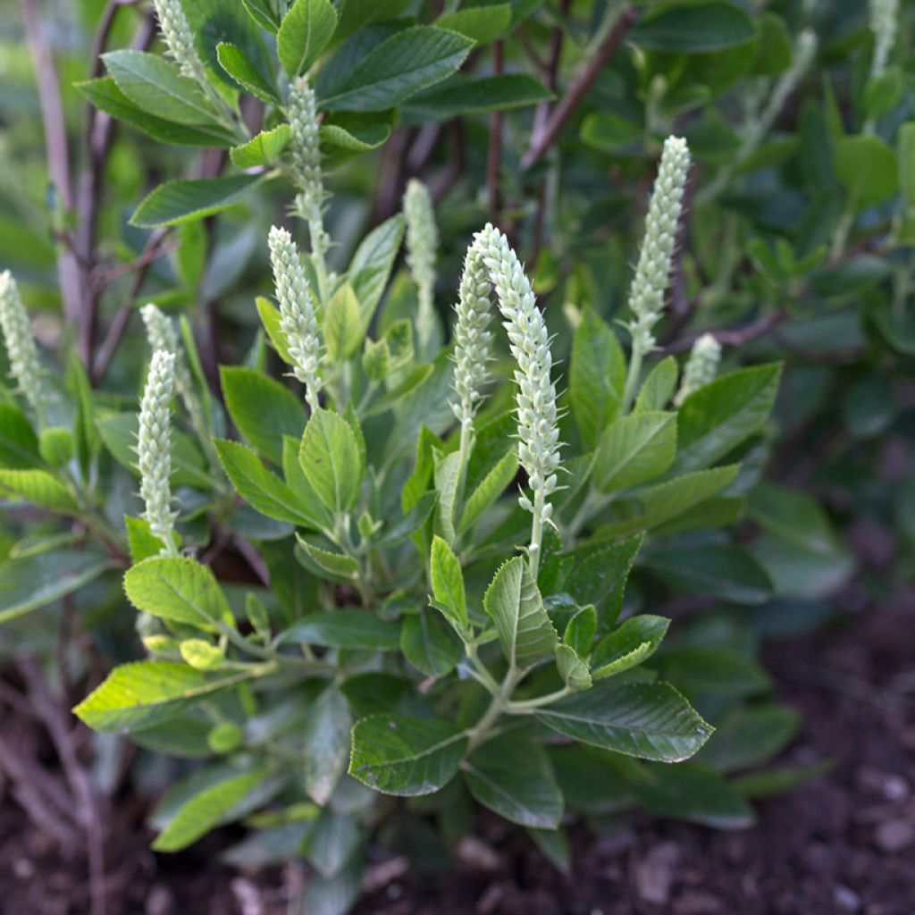 Clethra alnifolia Sixteen Candles