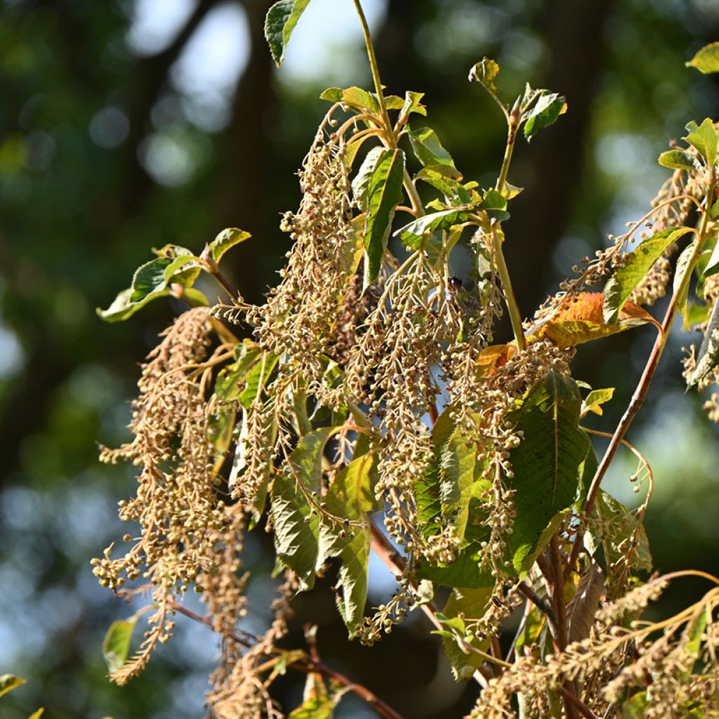 Clethra barbinervis - Clèthre du Japon