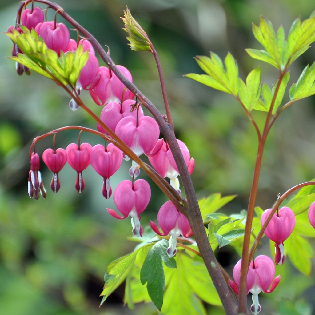 Coeur de Marie Rose - Dicentra spectabilis