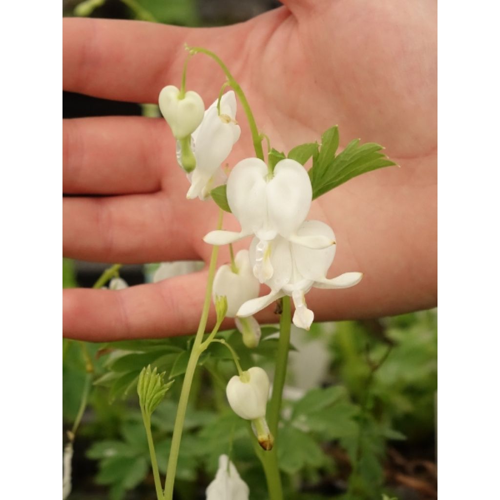 Coeur de Marie Blanc - Dicentra spectabilis Alba