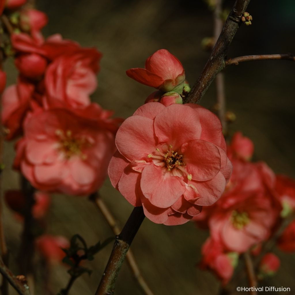 Cognassier du Japon - Chaenomeles speciosa Double Delice Passion