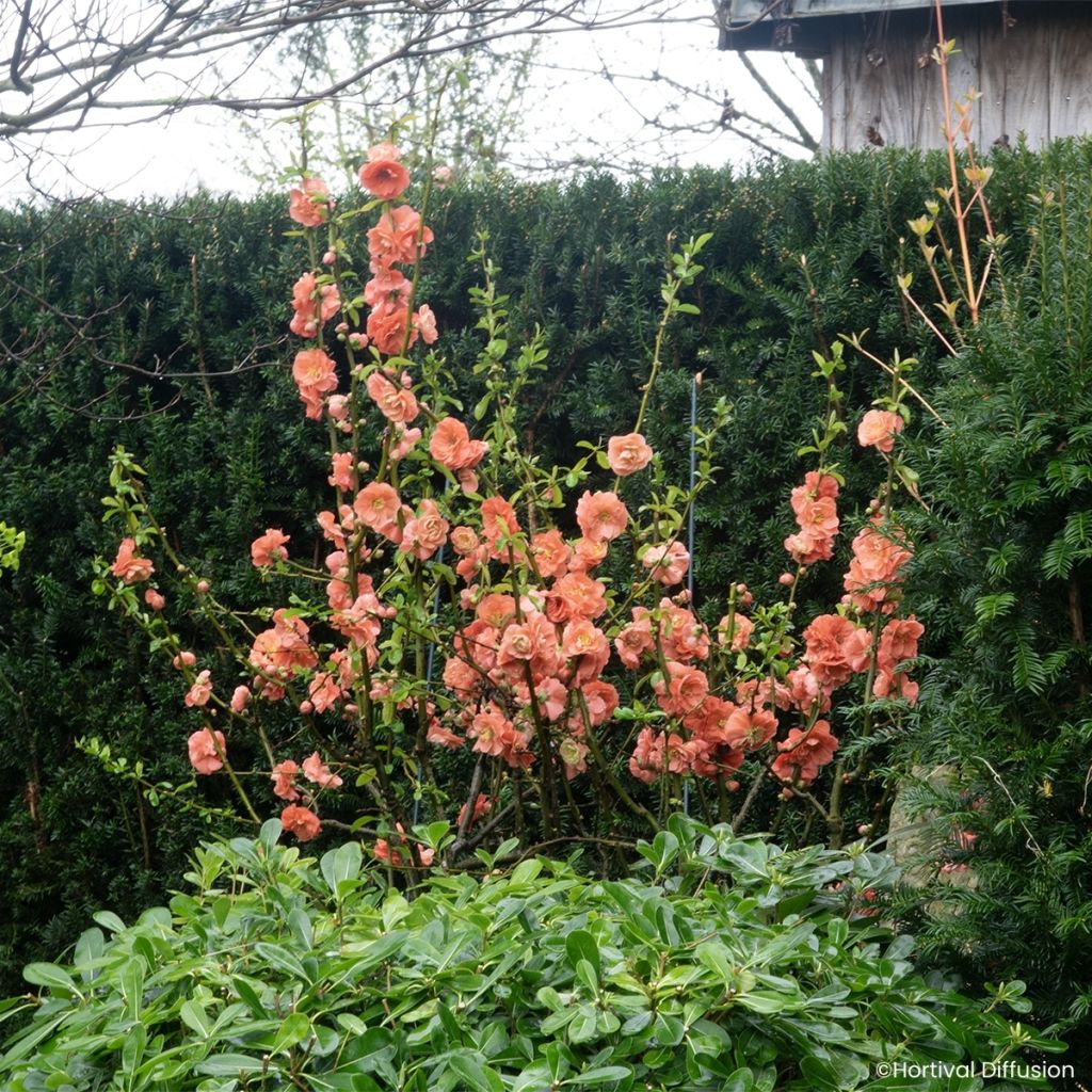 Cognassier du Japon - Chaenomeles speciosa Double Delice Passion