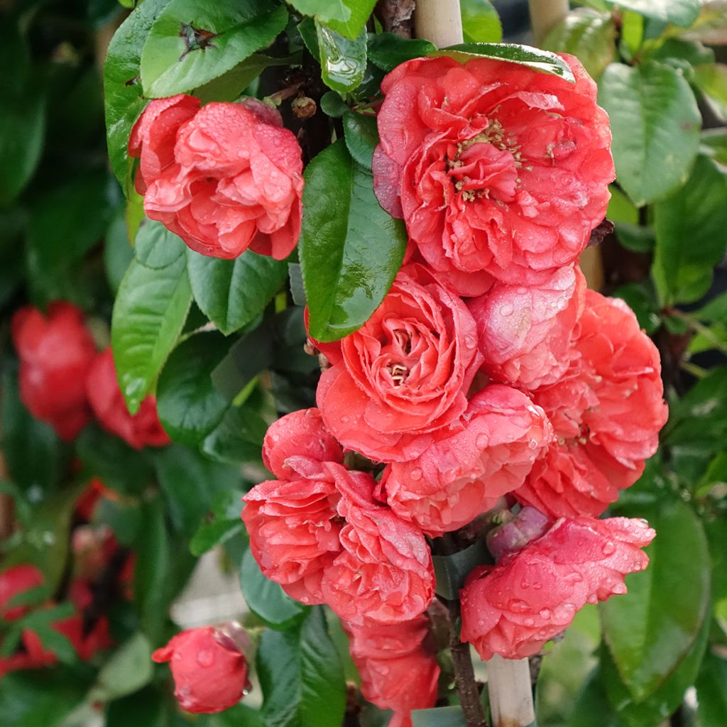 Cognassier du Japon - Chaenomeles speciosa Mango Storm