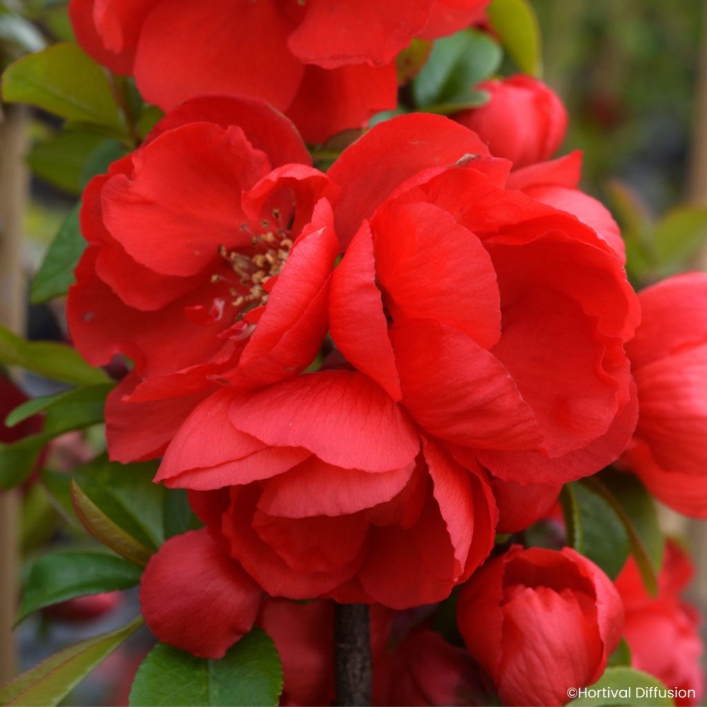 Cognassier du Japon - Chaenomeles speciosa Double Delice Rouge Baiser