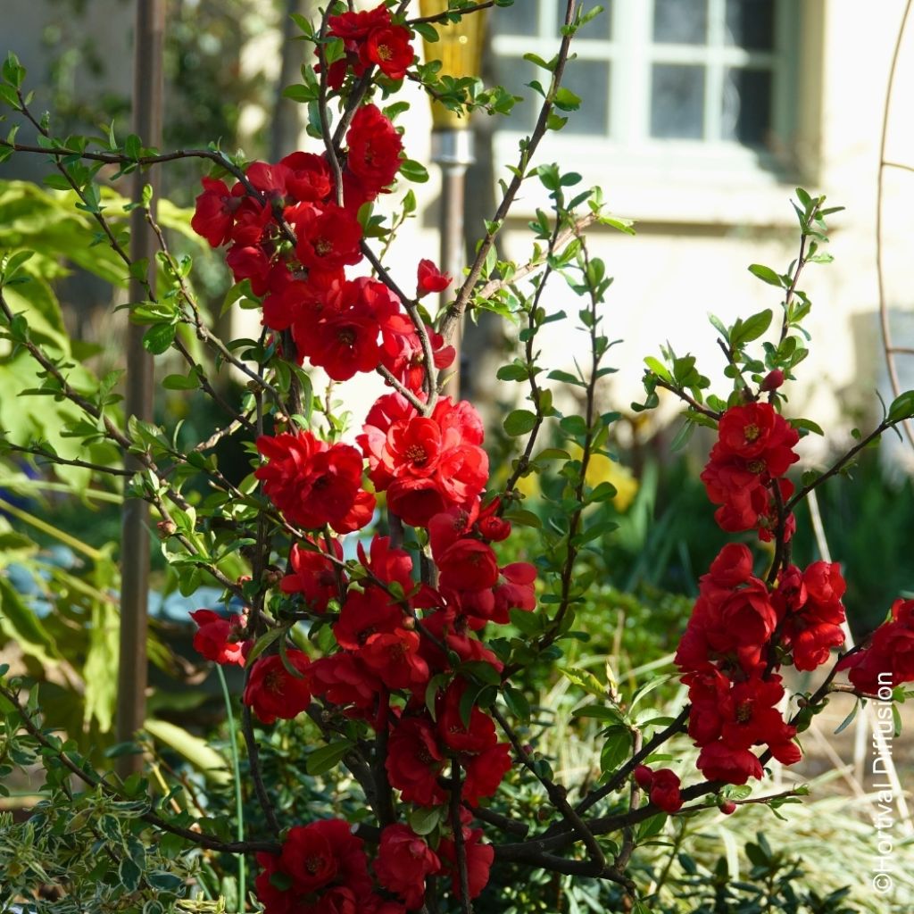 Cognassier du Japon - Chaenomeles speciosa Double Delice Rouge Baiser