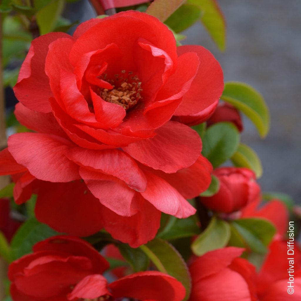 Cognassier du Japon - Chaenomeles speciosa Double Delice Rouge Baiser