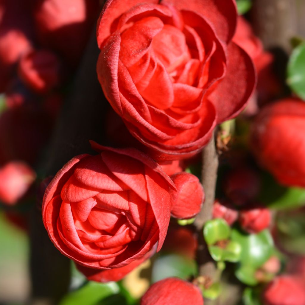 Cognassier du Japon - Chaenomeles speciosa Scarlet Storm  