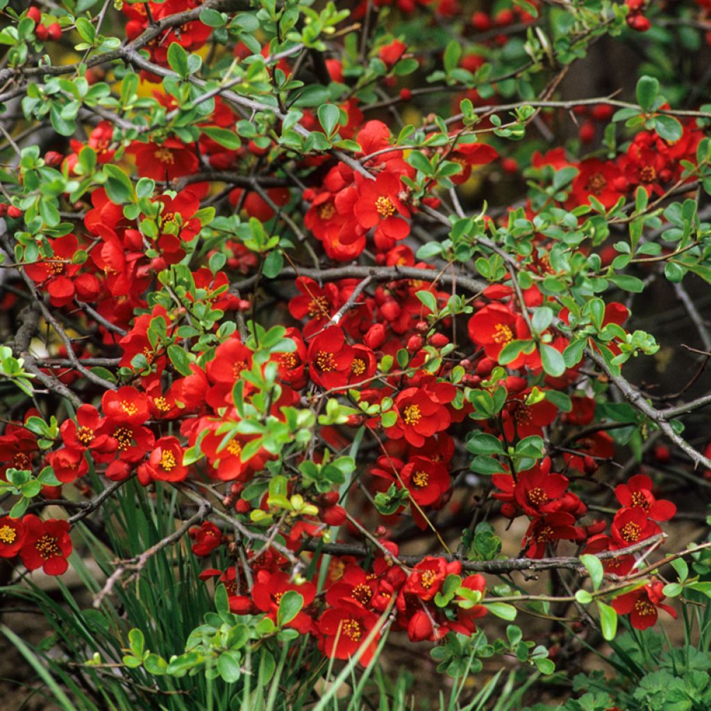Cognassier du Japon Crimson and Gold - Chaenomeles superba