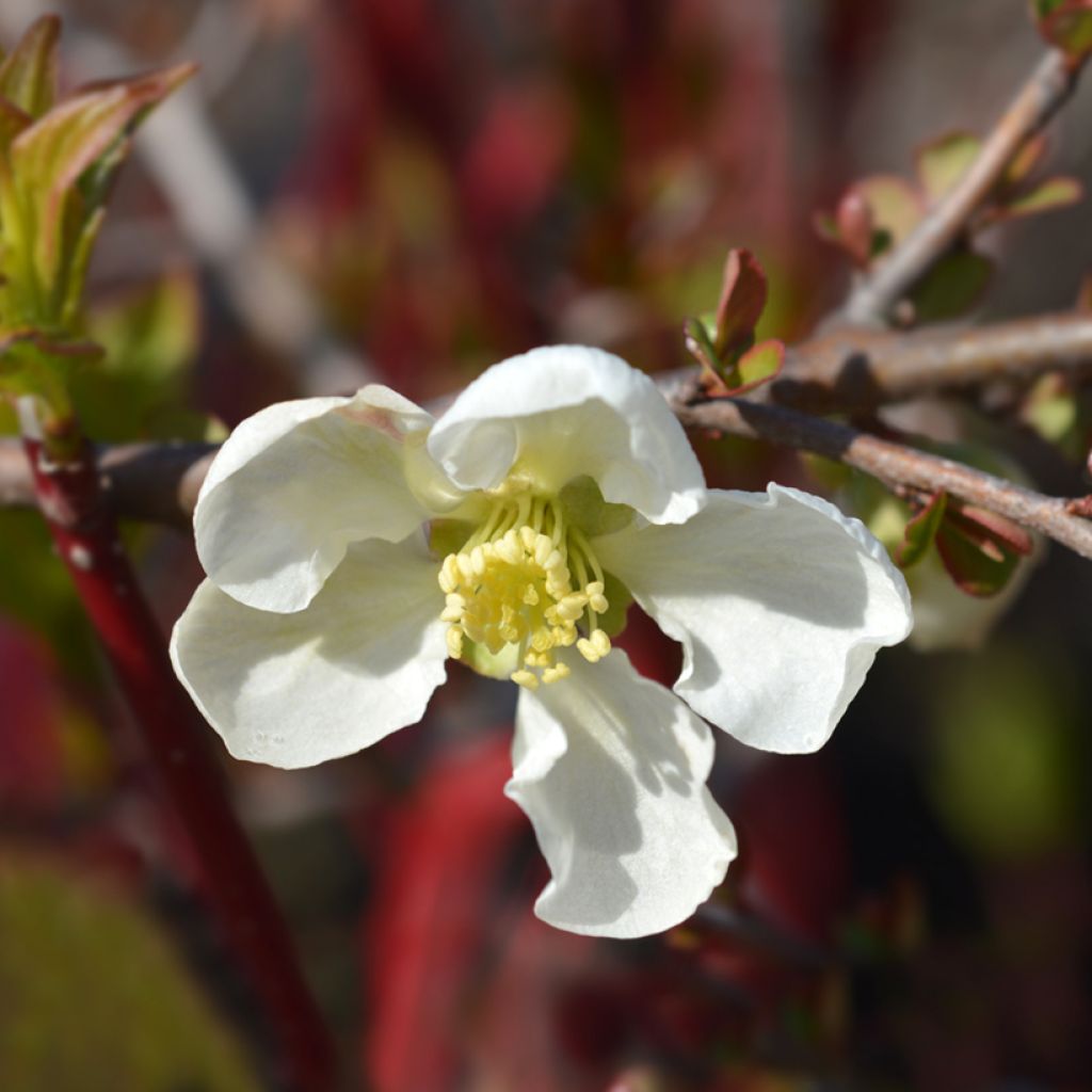 Cognassier du Japon Jet Trail - Chaenomeles superba 
