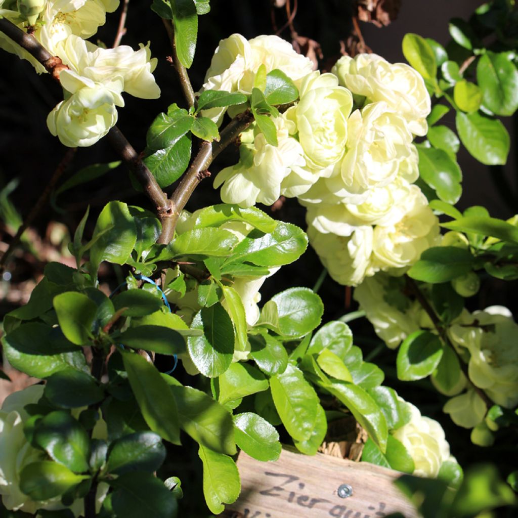 Cognassier du Japon Kinshiden - Chaenomeles speciosa