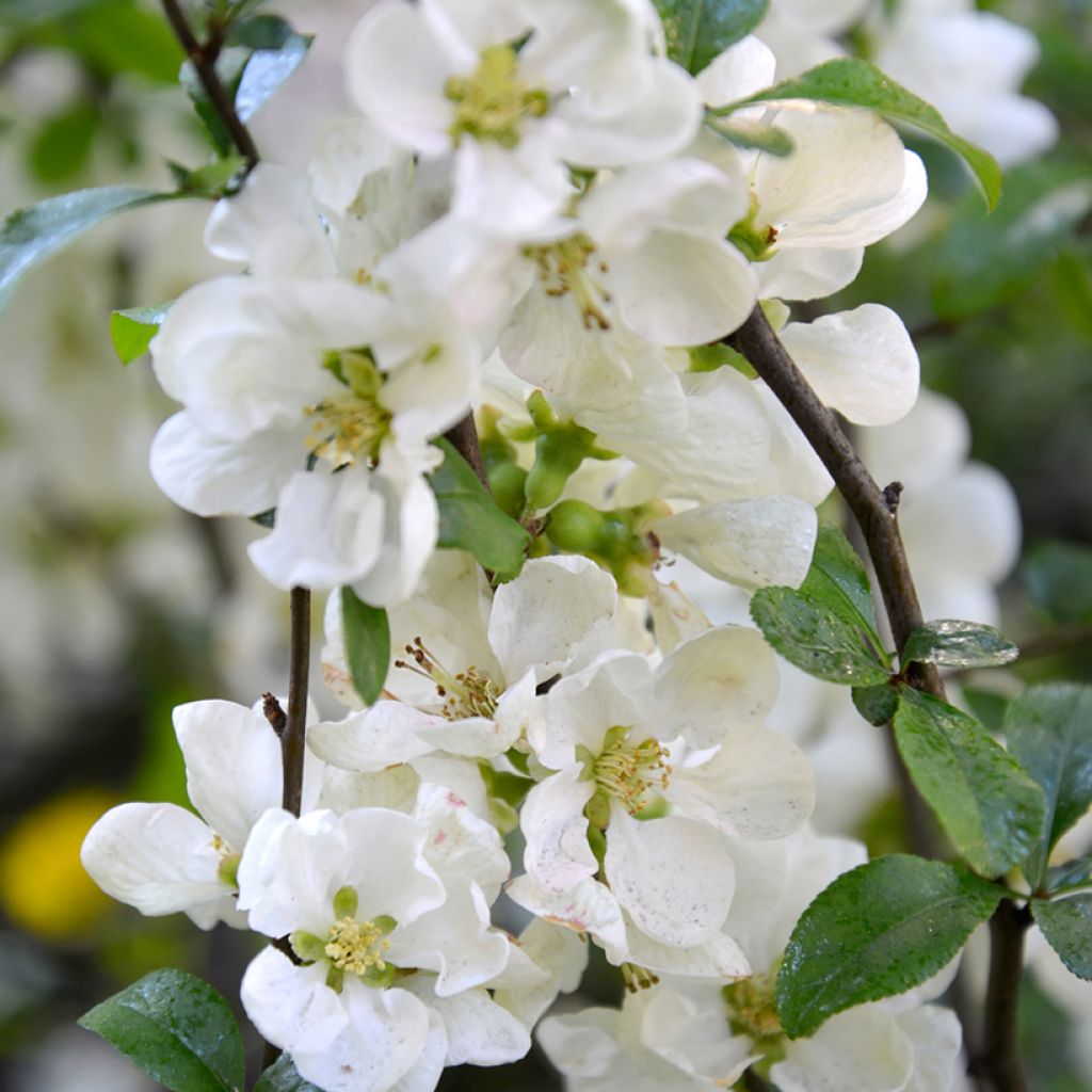 Cognassier du Japon Nivalis - Chaenomeles speciosa 